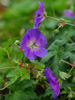 Bodziszek Geranium ROZANNE Jolly Bee